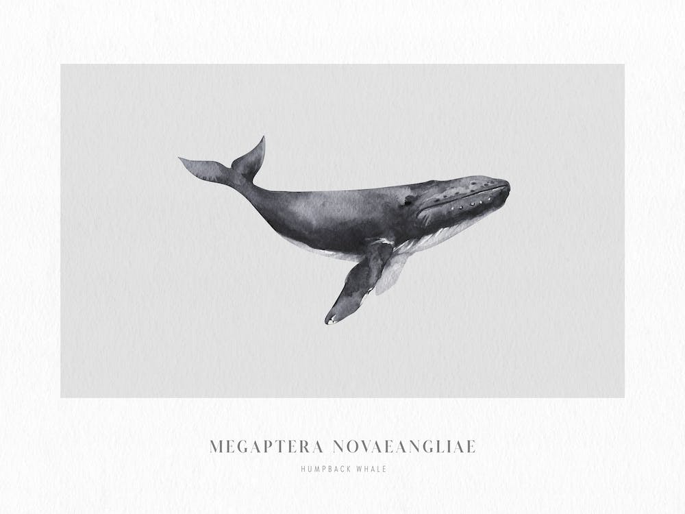 Boho Ocean 1 Humpback Whale