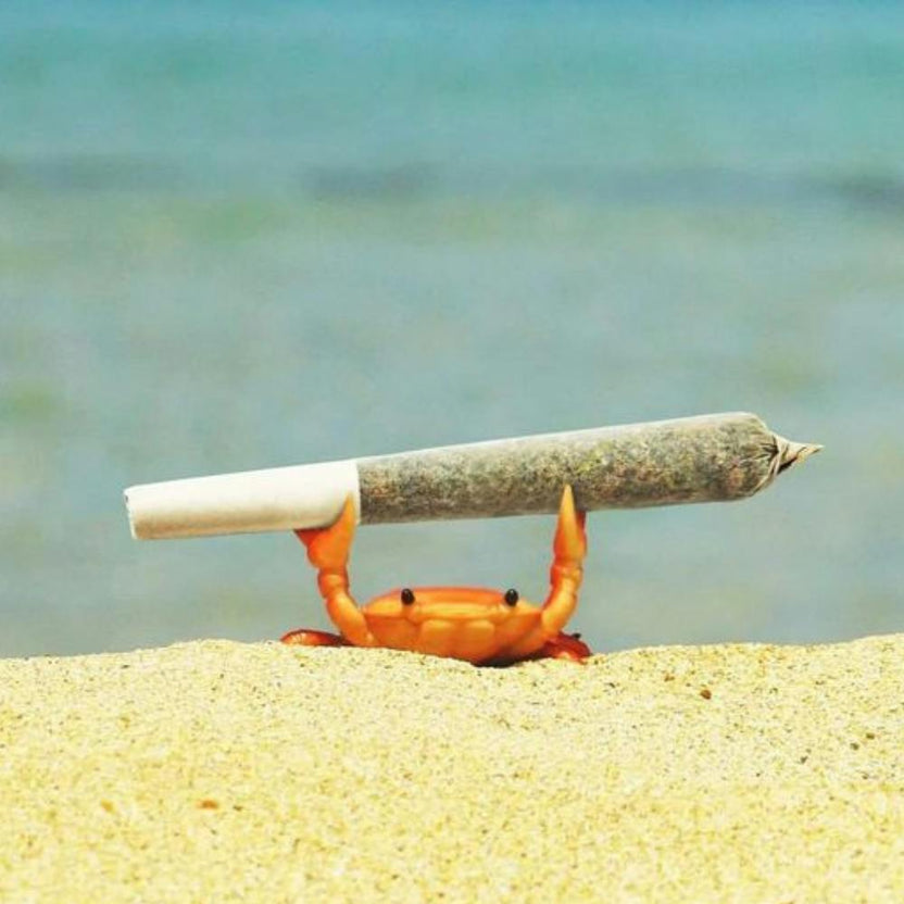 Crab Smoking A Cigarette