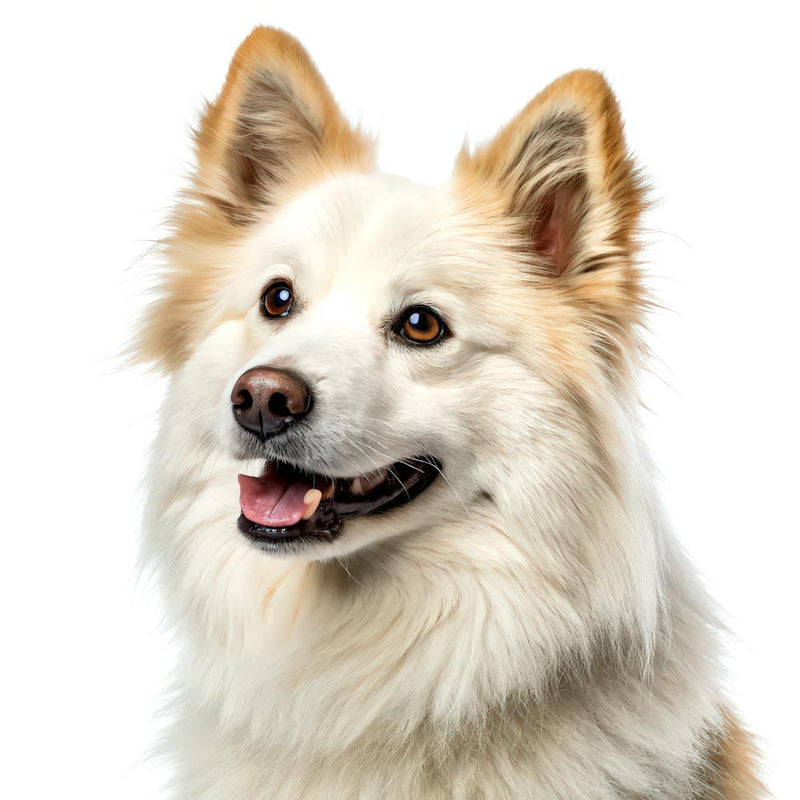 Portrait de Chien de Berger Islandais