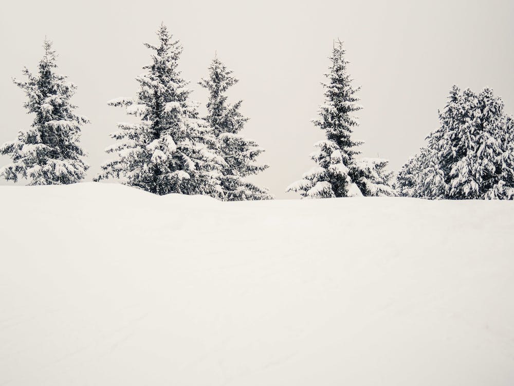Winter Firs On Hill