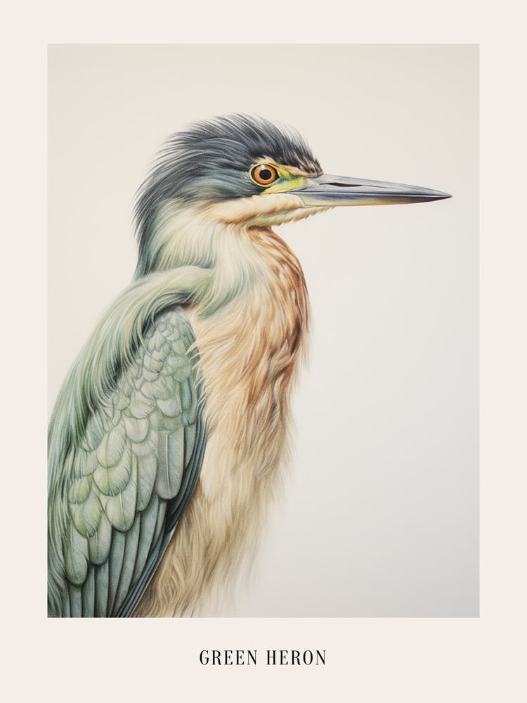 Vintage Bird Drawing Green Heron 1 Poster