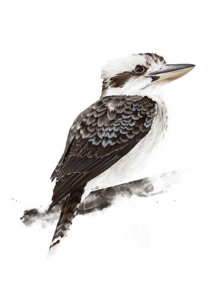 Kookaburra 1