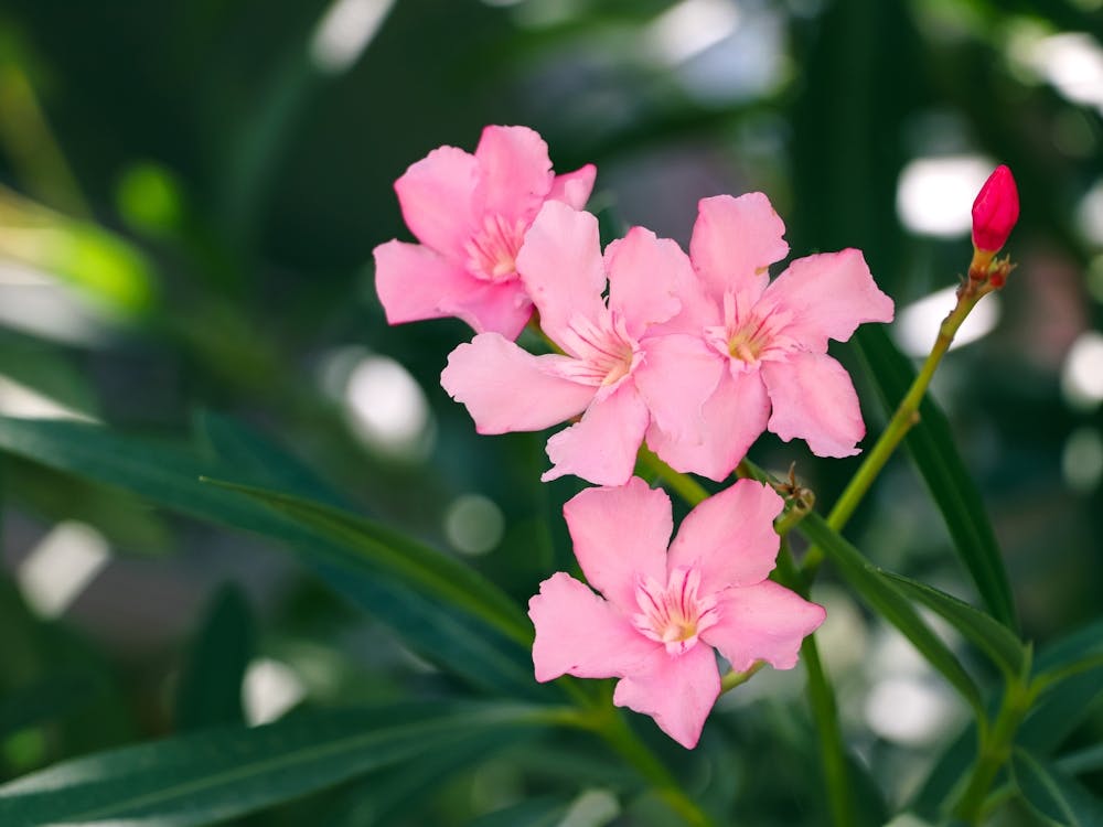 Tropical Pink Flowers