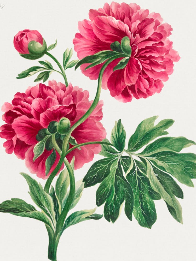 Peonies 7