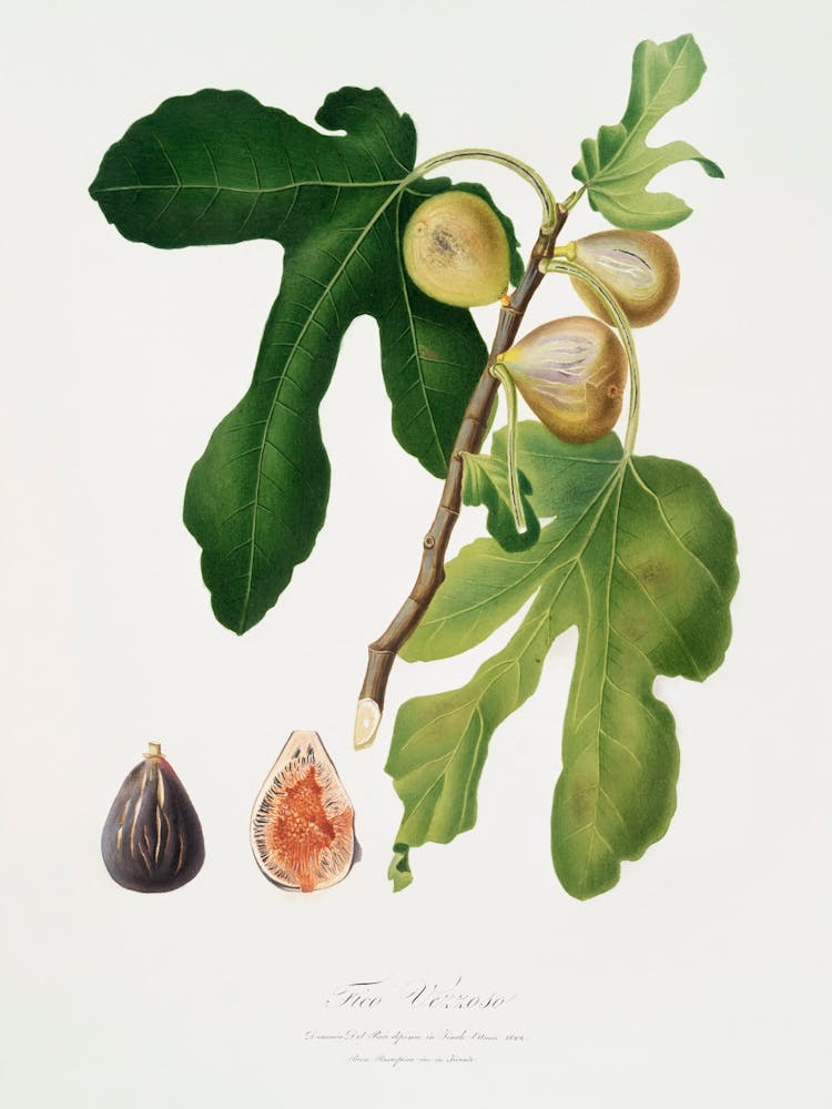 Figs (Ficus Carica Sativa) From Pomona Italiana (1817 - 1839), Giorgio Gallesio
