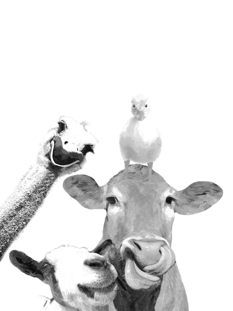Black and White Farm Animals