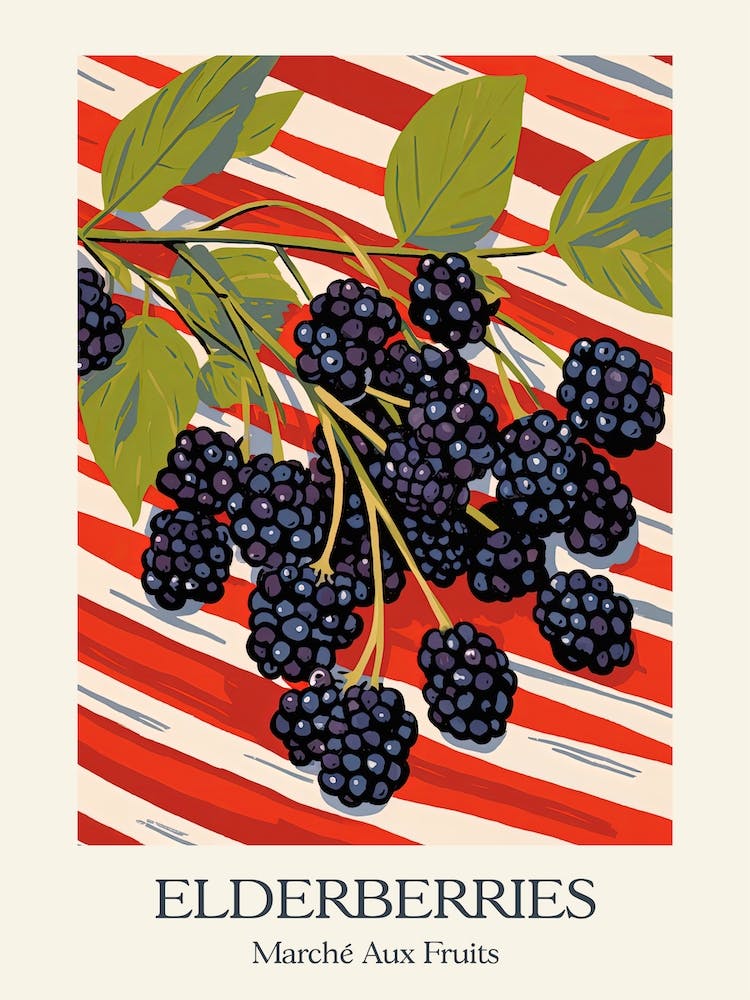 Marche Aux Fruits Elderberries Fruit Summer Illustration 3