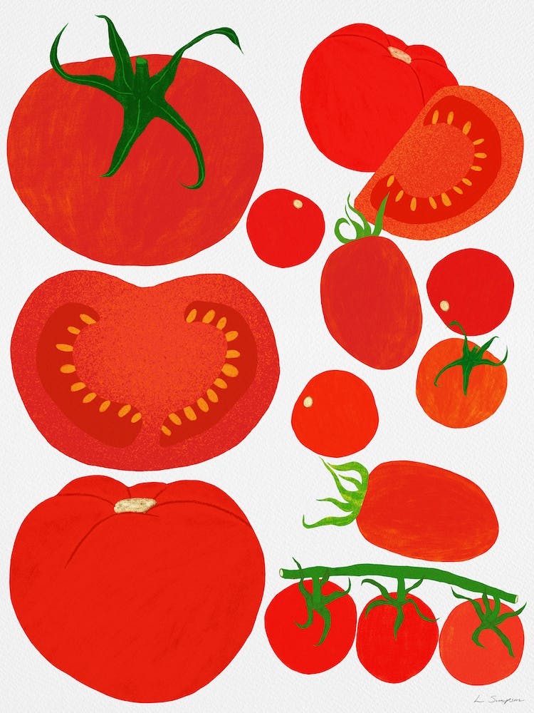 Tomatenernte