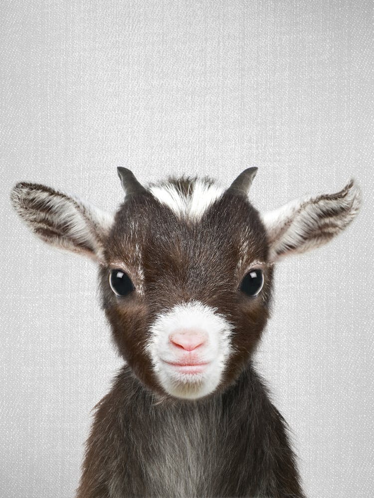 Baby Goat