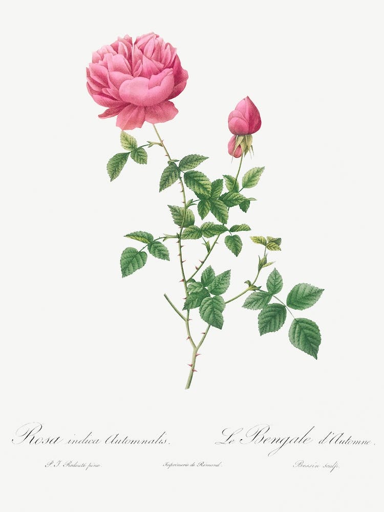 Vintage Autumn China Rose