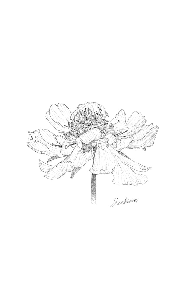 Scabiosa