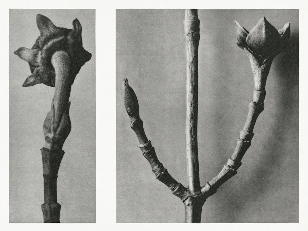 Pacific Dogwood, Karl Blossfeldt