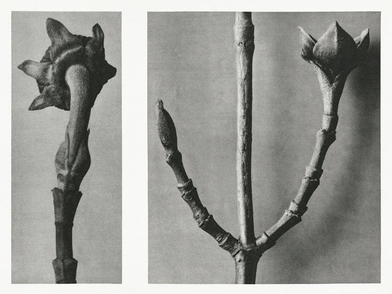 Pacific Dogwood, Karl Blossfeldt