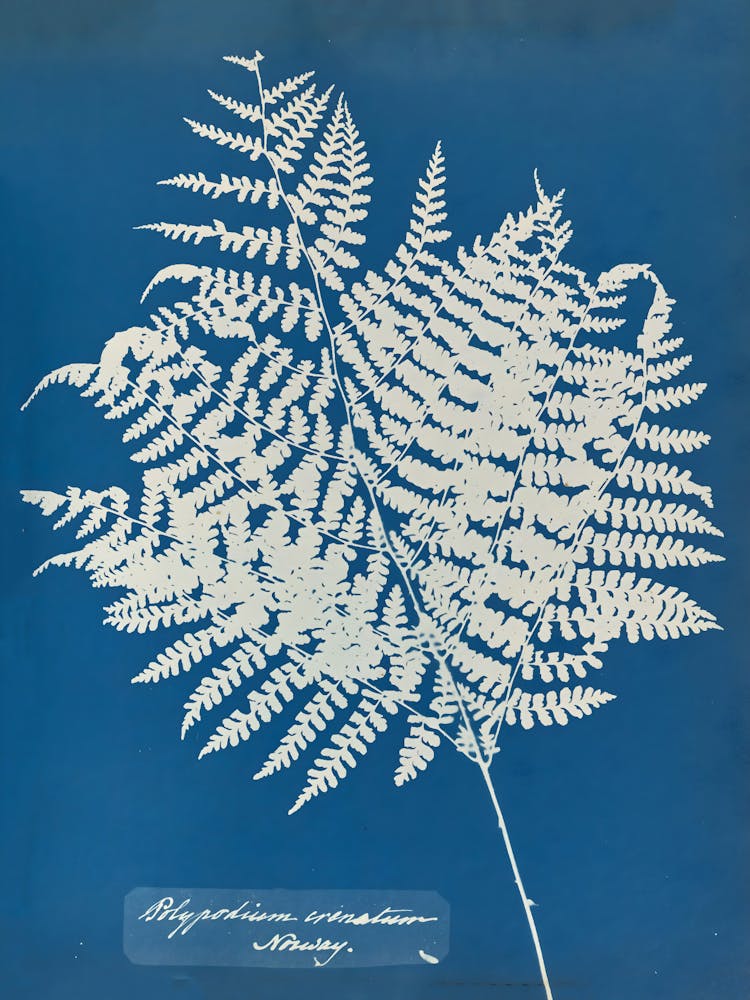 Fern Leaf 14