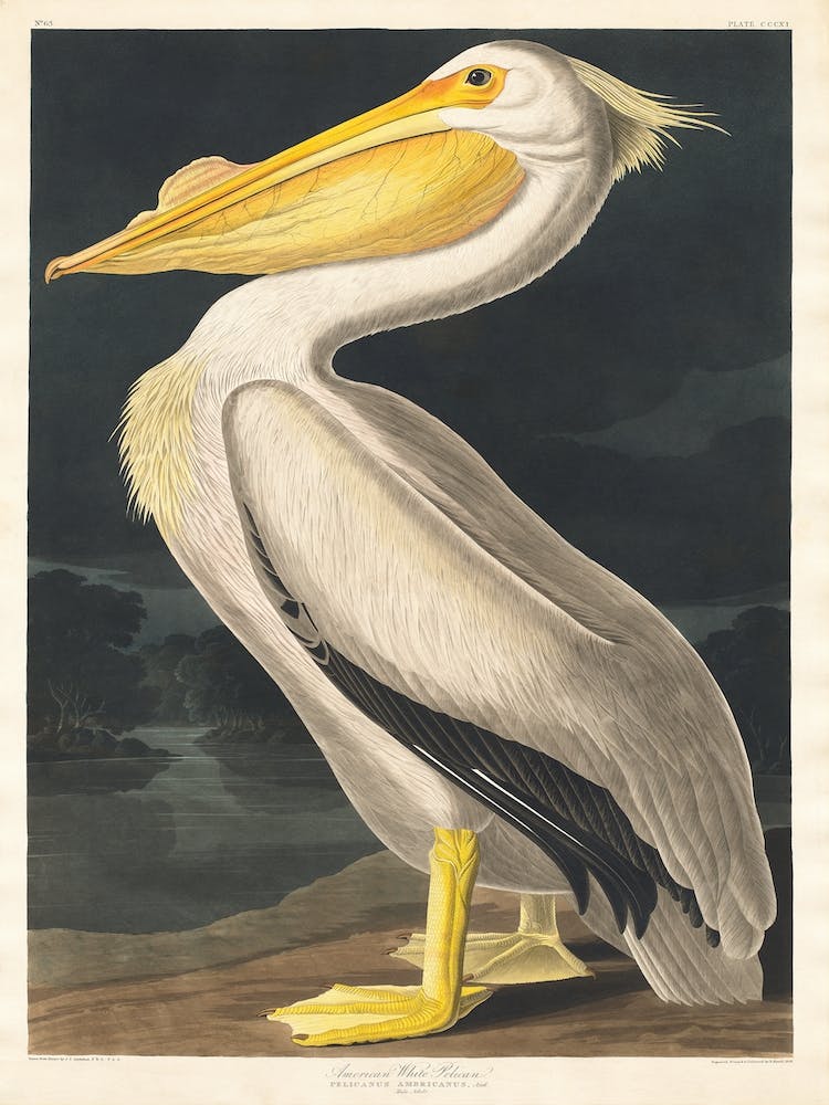 American White Pelican