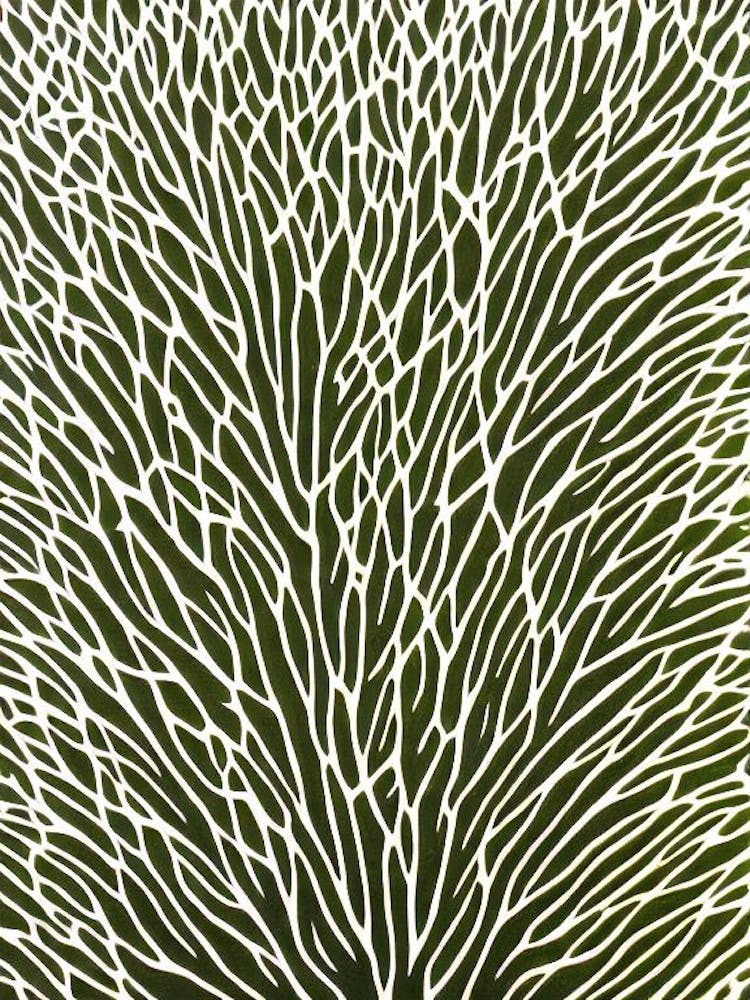Acropora Anthocercis Linocut