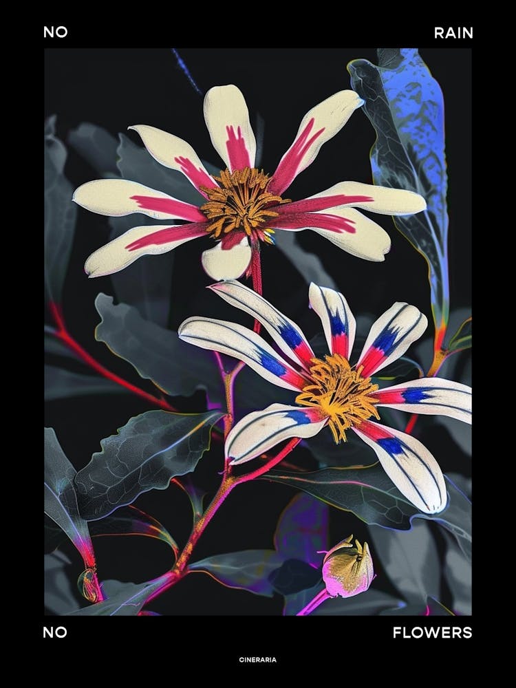 No Rain No Flowers Poster Cineraria 4