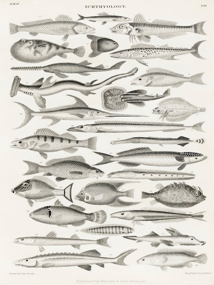 Ichthyology, Oliver Goldsmith