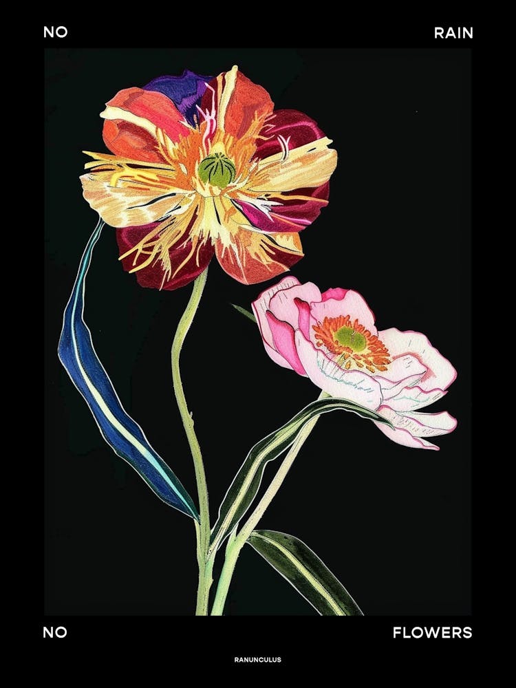 No Rain No Flowers Poster Ranunculus 1