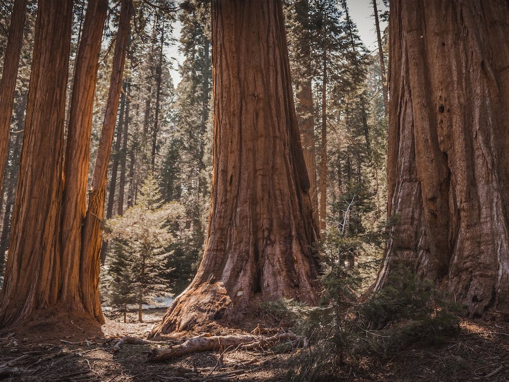 California Redwood Trees
