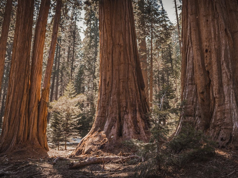 California Redwood Trees