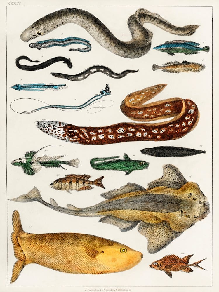 Sammlung verschiedener Fische, Oliver Goldsmith 2