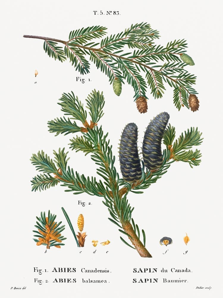 Eastern Hemlock, Pierre Joseph Redoute