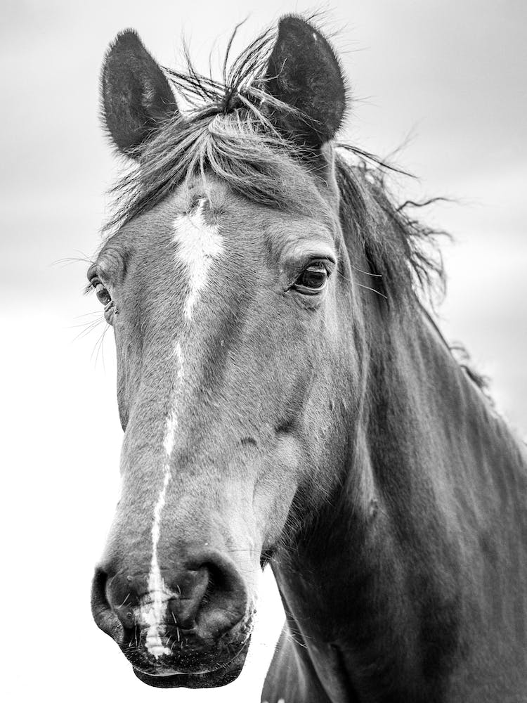 Black And White Horse