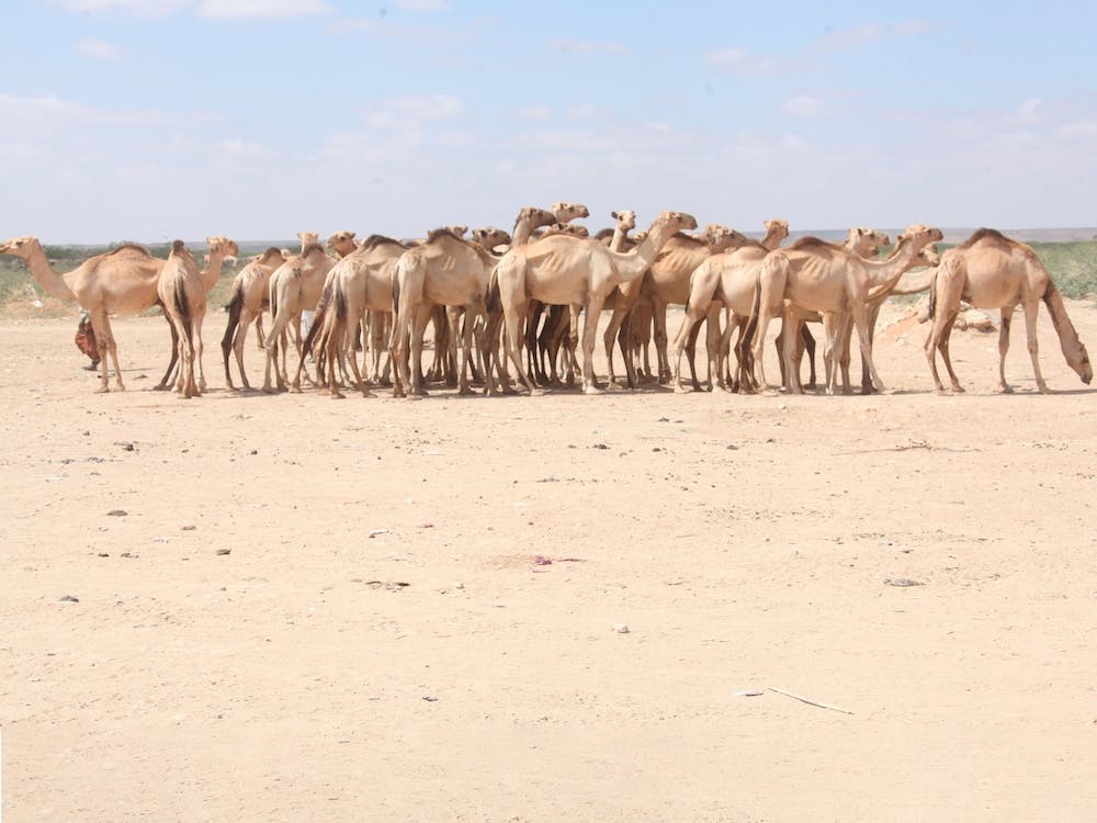A Herd Of Camels At A Livestock Market In Beletweyne, Somalia