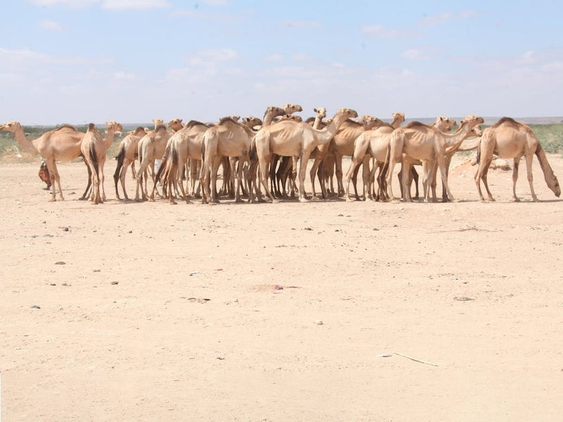 A Herd Of Camels At A Livestock Market In Beletweyne, Somalia