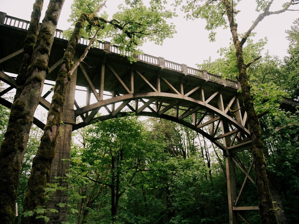 Tall Bridge in the Forest