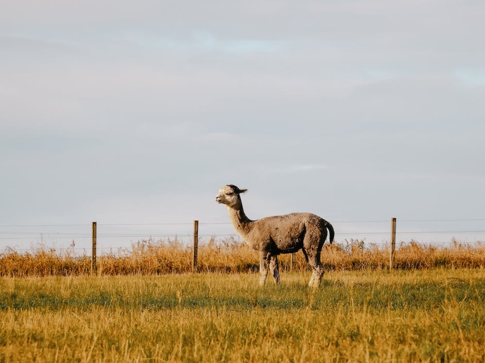 Llama In Field