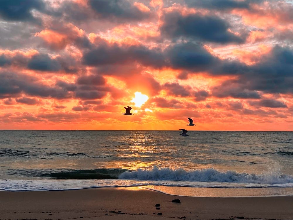 Sunset And Birds At The Fort Lauderdale Beach