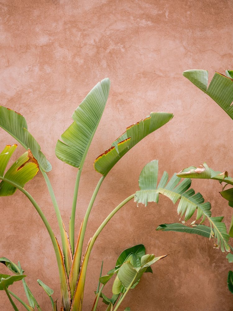 Palms Of Ourika Morocco
