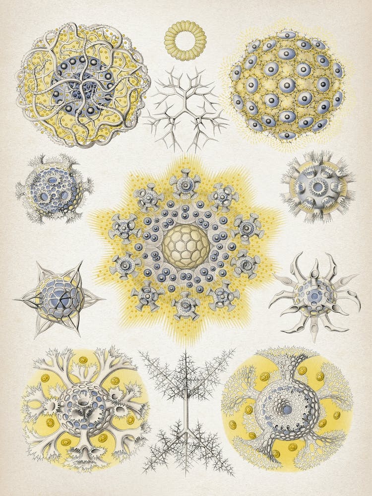 Vintage Haeckel 5 Tafel 51 Vereinsstrahlinge