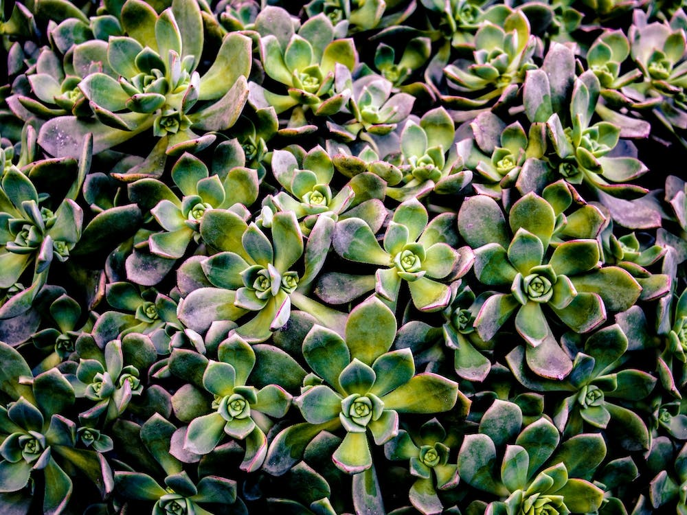 Succulents