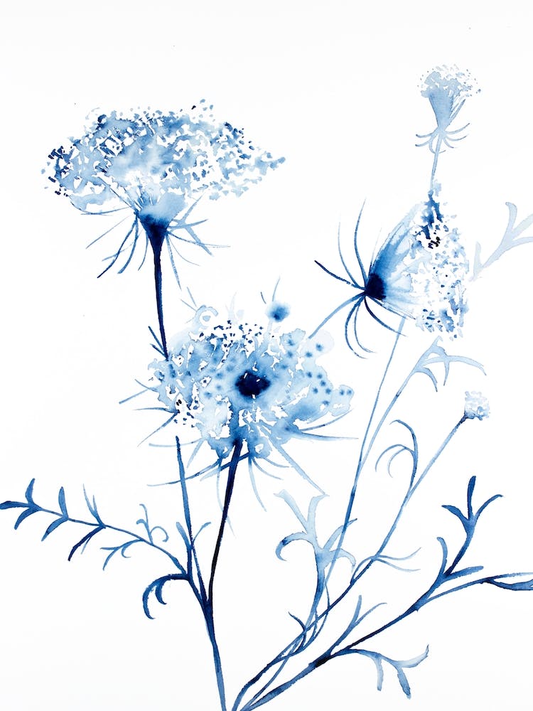 Queen Anne's Lace 2