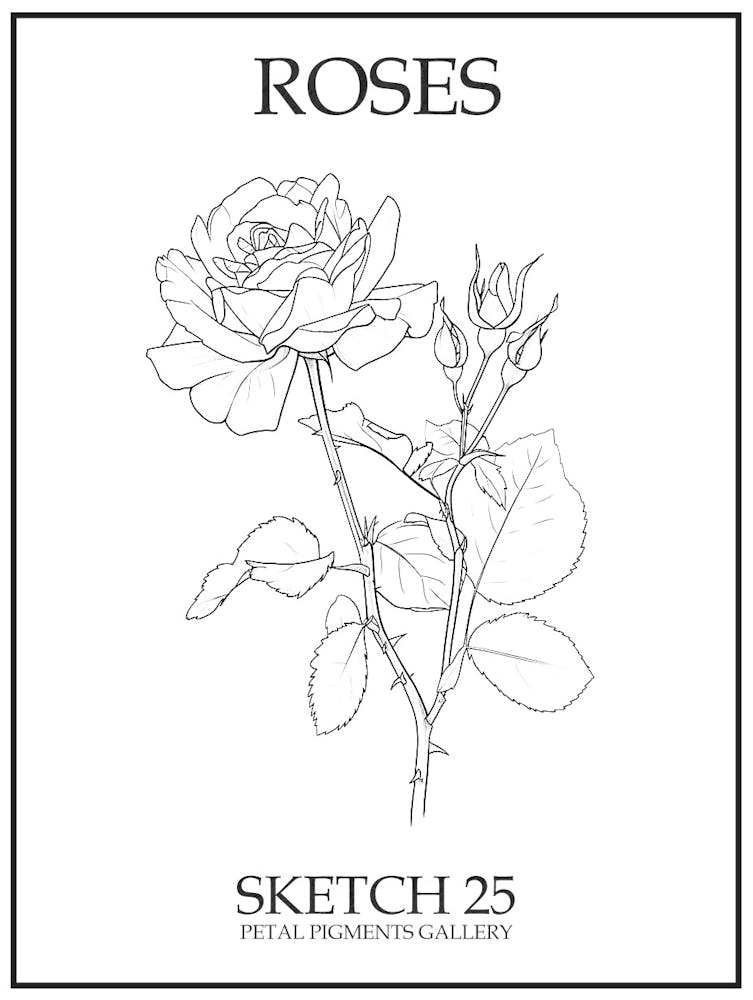 Roses Sketch 25 Poster