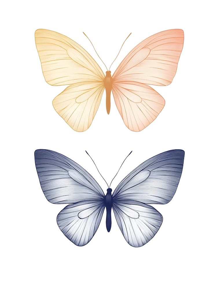 Butterfly On White Background