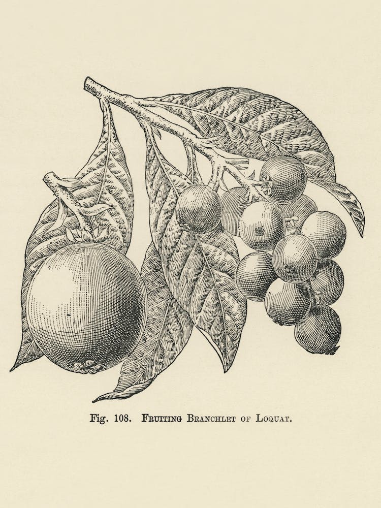 Vintage Illustration Of Loquat, John Wright