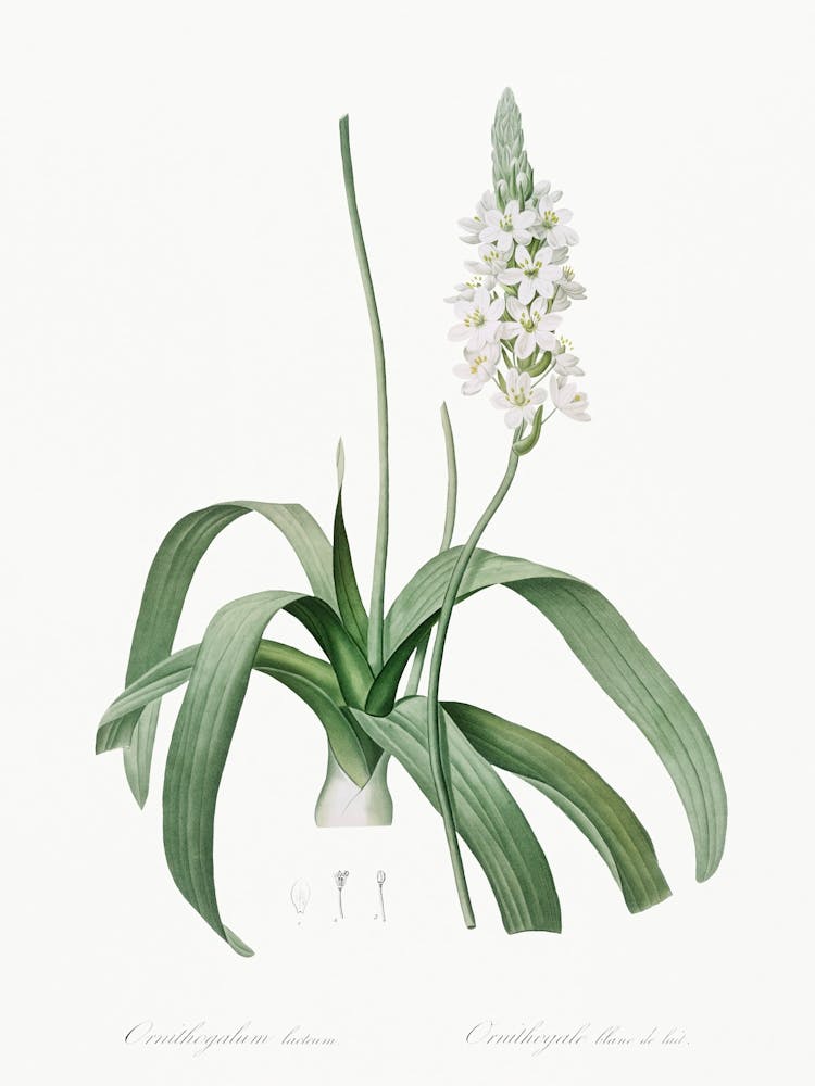 Narbonne Star Of Bethlehem Illustration From Les Liliacées (1805), Pierre Joseph Redoute