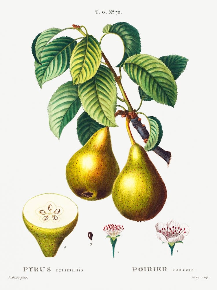 Pears With Leaves, Pierre Joseph Redoute