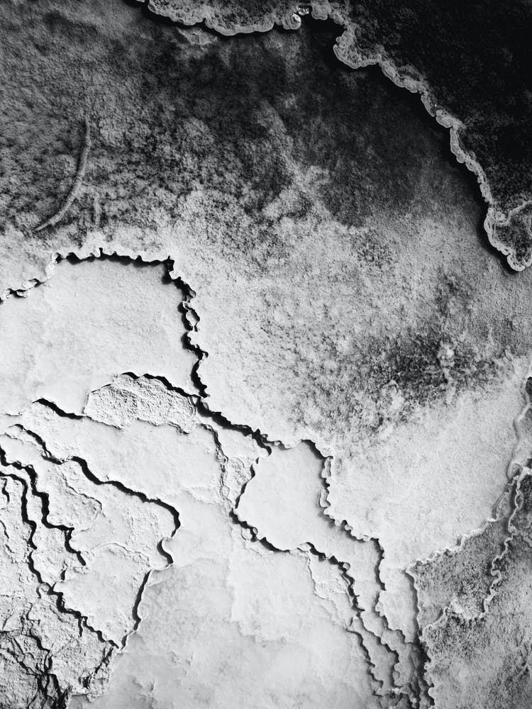 Yellowstone National Park Macro Shot in Black and White