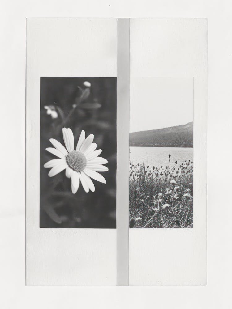 Daisy Flower Photo Collage 4