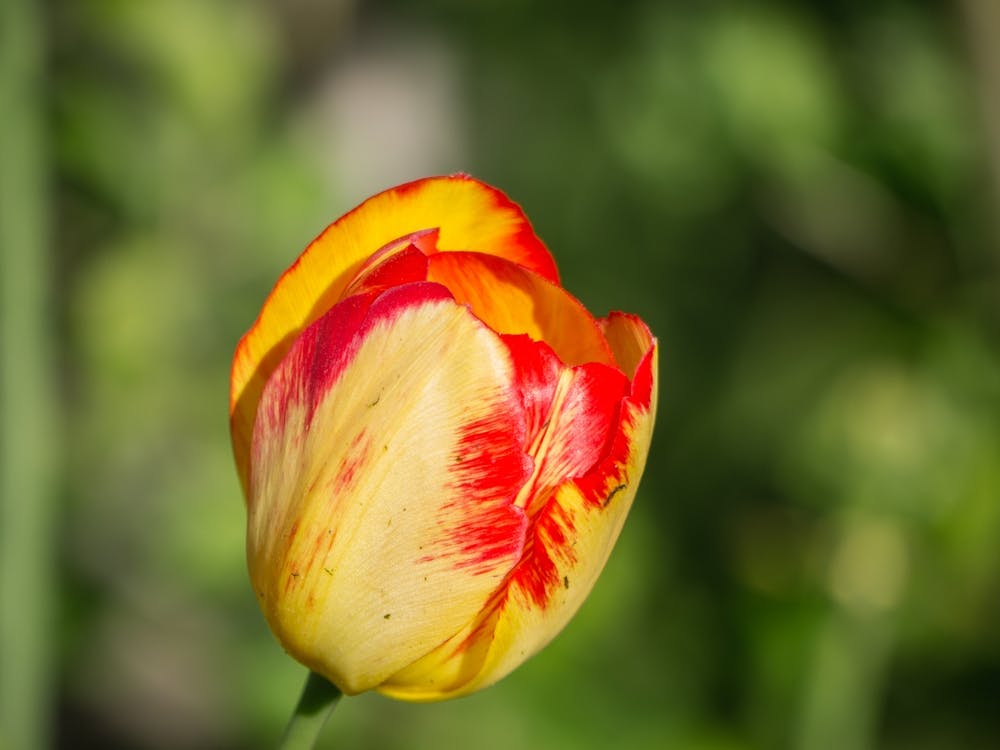 Tulip Stock Videos & Royalty-Free Footage