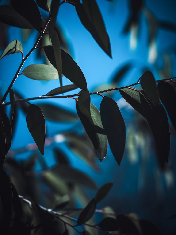 Dark Eucalyptus