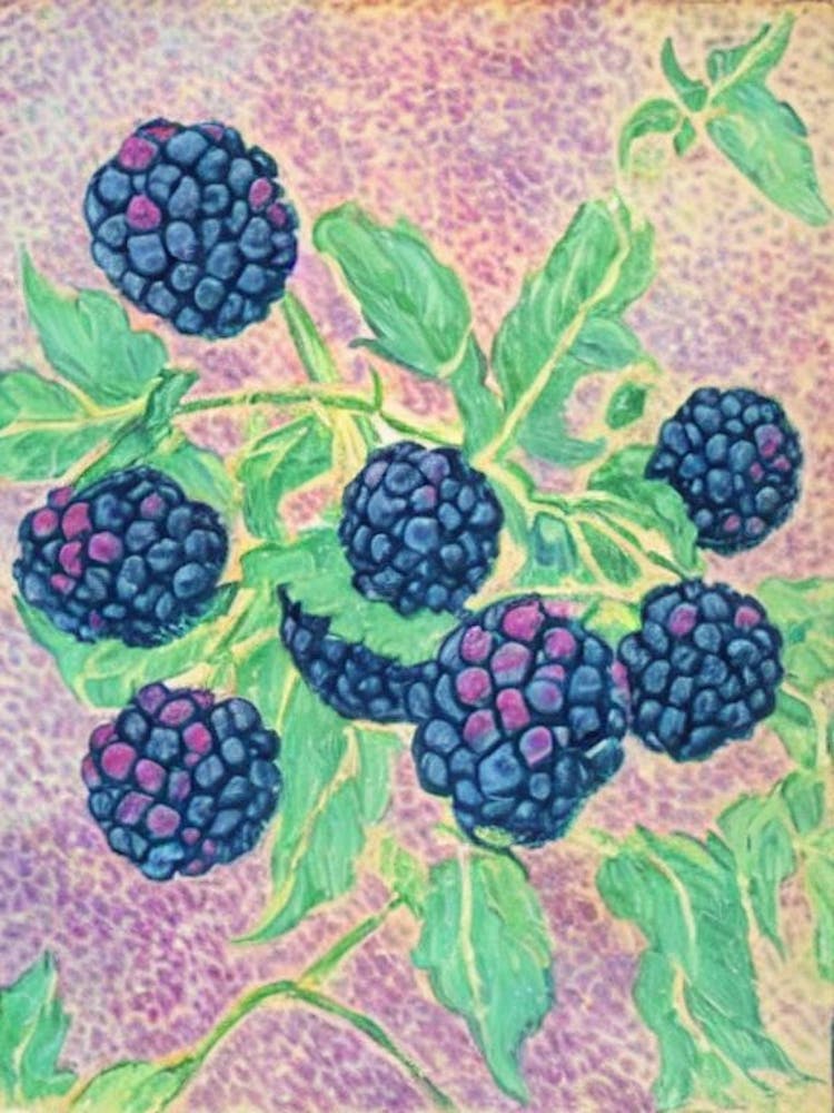 Black Raspberry 1 Vintage Sketch Fruit