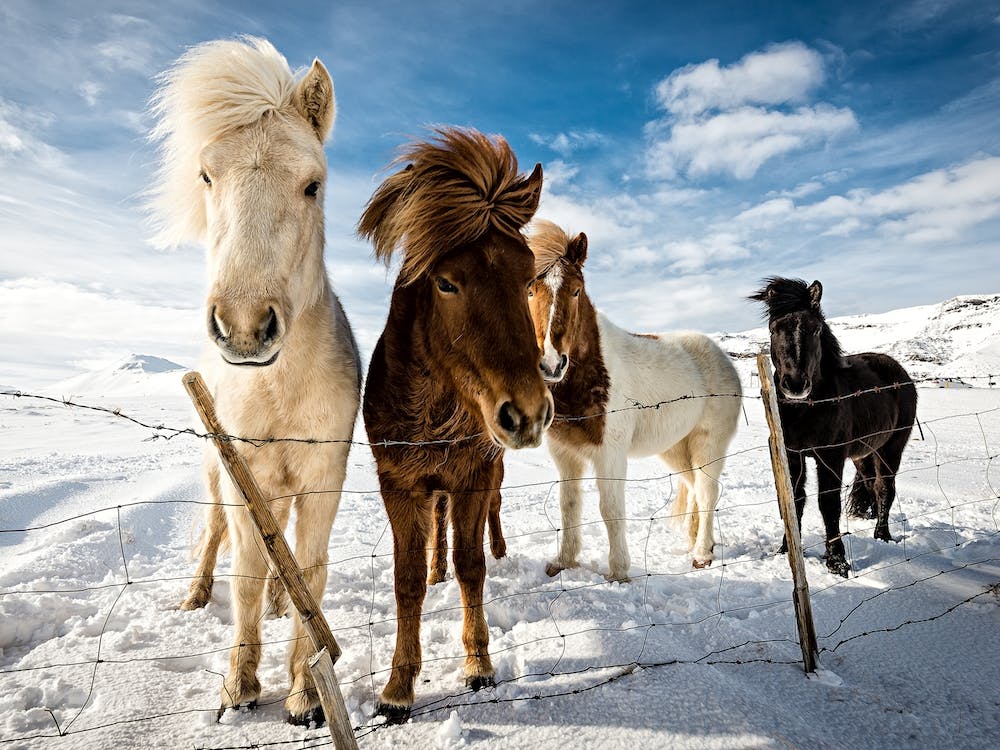 Icelandic Hair Style