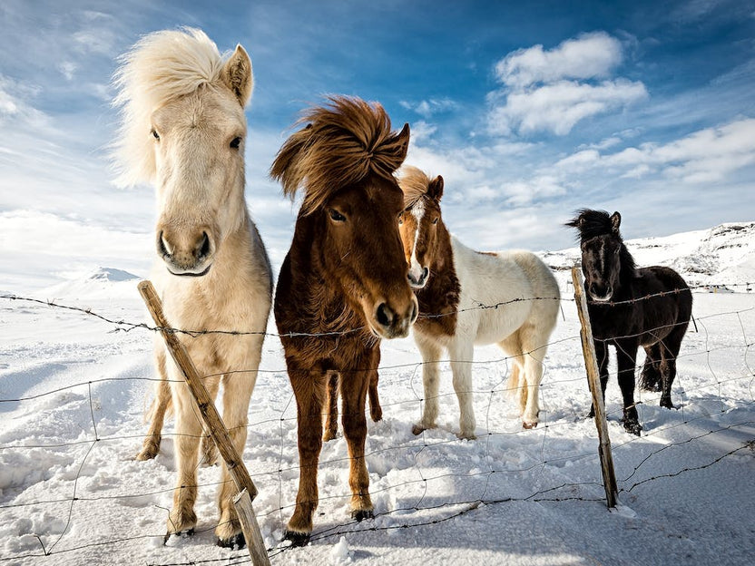 Icelandic Hair Style