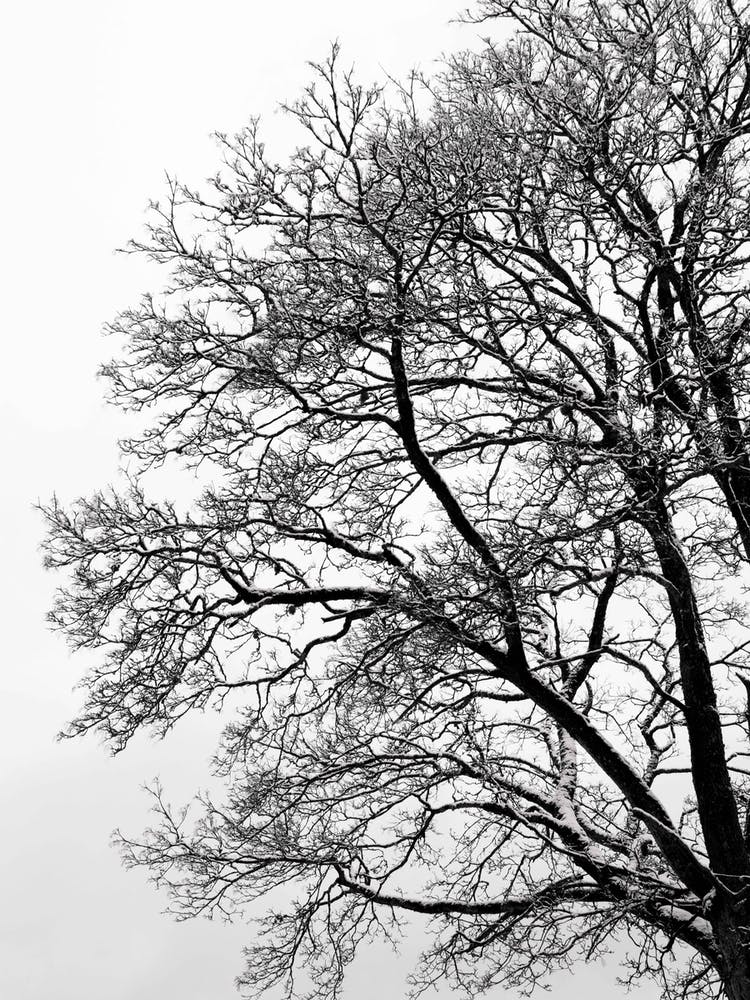 Black And White Abstract Winter Tree